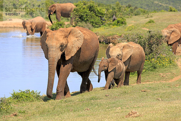 Afrikanische Elefanten (Loxodonta africana)  Gruppe mit Jungtier am Wasser  Addo Elephant Nationalpark  Ostkap  Südafrika