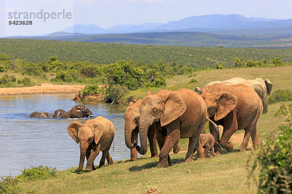 Afrikanische Elefanten (Loxodonta africana)  Gruppe mit Jungtieren am Wasser  Addo Elephant Nationalpark  Ostkap  Südafrika