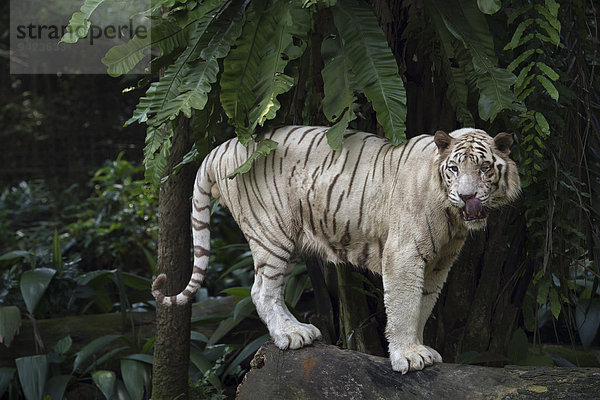 Weißer Königstiger (Panthera tigris tigris)  Singapur