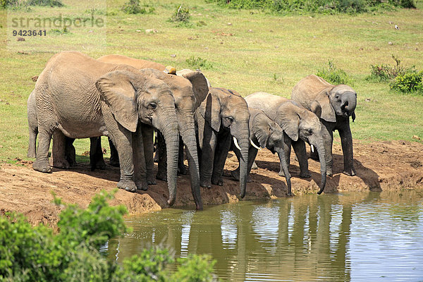 Afrikanische Elefanten (Loxodonta africana)  Herde am Wasserloch  Addo Elephant Nationalpark  Ostkap  Südafrika