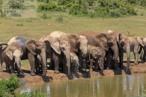 Afrikanische Elefanten  (Loxodonta africana)  Herde am Wasserloch  Addo Elephant Nationalpark  Ostkap  Südafrika