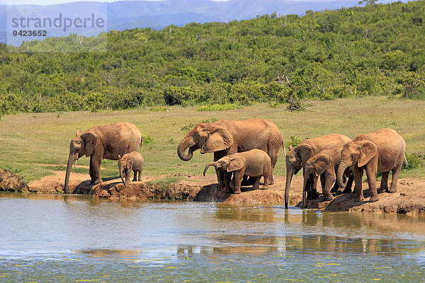 Afrikanische Elefanten  (Loxodonta africana)  Herde mit Jungtieren am Wasserloch  Addo Elephant Nationalpark  Ostkap  Südafrika