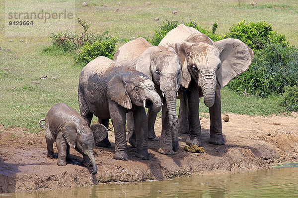 Afrikanische Elefanten (Loxodonta africana)  Herde mit Jungtieren am Wasserloch  Addo Elephant Nationalpark  Ostkap  Südafrika