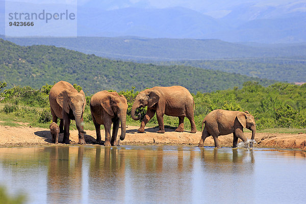 Afrikanische Elefanten (Loxodonta africana)  Herde mit Jungtier am Wasserloch  Addo Elephant Nationalpark  Ostkap  Südafrika
