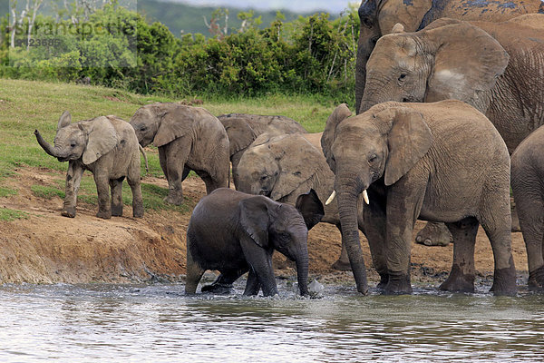 Afrikanischer Elefant (Loxodonta africana)  Herde mit Jungtieren am Wasserloch  Addo Elephant Nationalpark  Ostkap  Südafrika