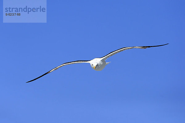 Dominikanermöwe (Larus dominicanus)  adult  fliegend  Betty's Bay  Westkap  Südafrika