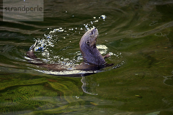 Fleckenhalsotter (Lutra maculicollis)  adult schwimmend  Ostkap  Südafrika