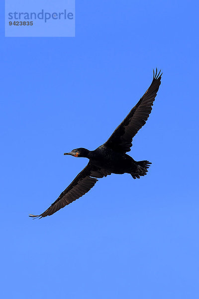 Kapscharbe  Kapkormoran  (Phalacrocorax capensis)  im Flug  Betty's Bay  Westkap  Südafrika  Afrika