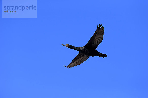 Kapscharbe  Kapkormoran  (Phalacrocorax capensis)  im Flug  Betty's Bay  Westkap  Südafrika  Afrika