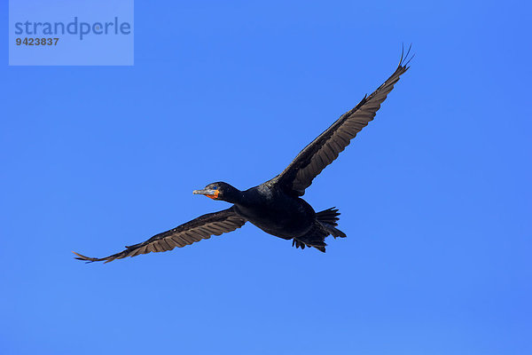 Kapscharbe  Kapkormoran (Phalacrocorax capensis)  im Flug  Betty's Bay  Westkap  Südafrika