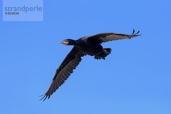 Kapscharbe  Kapkormoran  (Phalacrocorax capensis)  im Flug  Betty's Bay  Westkap  Südafrika  Afrika