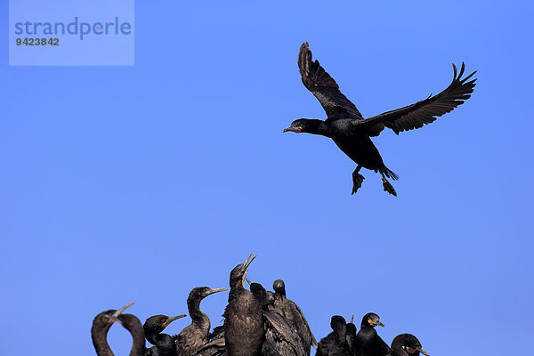 Kapscharbe  Kapkormoran (Phalacrocorax capensis)  adult fliegend  Landeanflug  Kolonie  Betty's Bay  Westkap  Südafrika