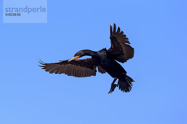 Kapscharbe  Kapkormoran (Phalacrocorax capensis)  adult fliegend  Landeanflug  Betty's Bay  Westkap  Südafrika