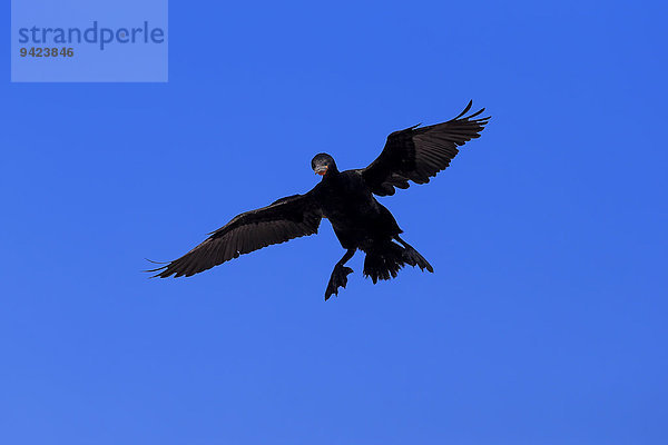 Kapscharbe  Kapkormoran (Phalacrocorax capensis)  adult fliegend  Landeanflug  Betty's Bay  Westkap  Südafrika