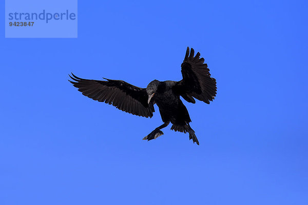 Kapscharbe  Kapkormoran (Phalacrocorax capensis)  adult fliegend  Landeanflug  Betty's Bay  Westkap  Südafrika