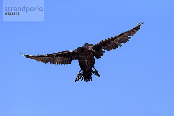 Kapscharbe  Kapkormoran (Phalacrocorax capensis)  adult fliegend  Landeanflug  Betty's Bay  Westkap  Südafrika