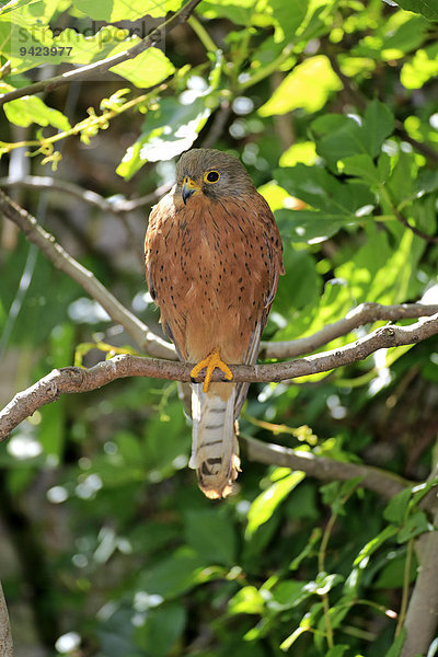 Turmfalke (Falco tinnunculus)  adult männlich auf Baum  Westkap  Südafrika