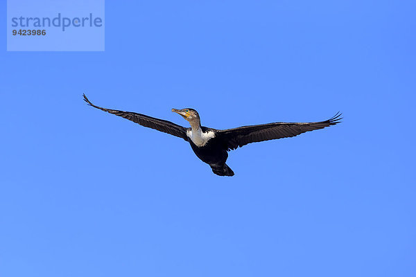 Weißbrustkormoran (Phalacrocorax carbo lucides)  im Flug  Betty's Bay  Westkap  Südafrika