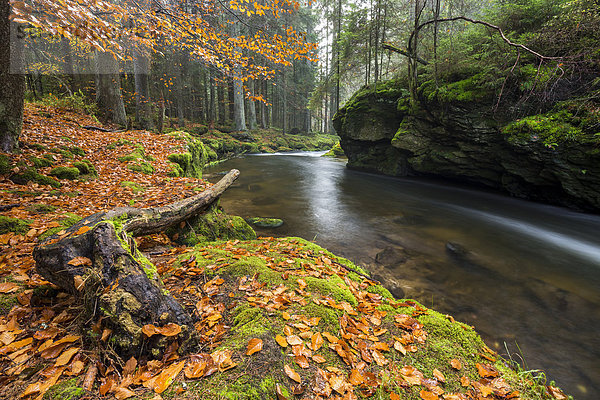 Fluss Großer Regen  Herbst  Nationalpark Bayerischer Wald  Bayern  Deutschland