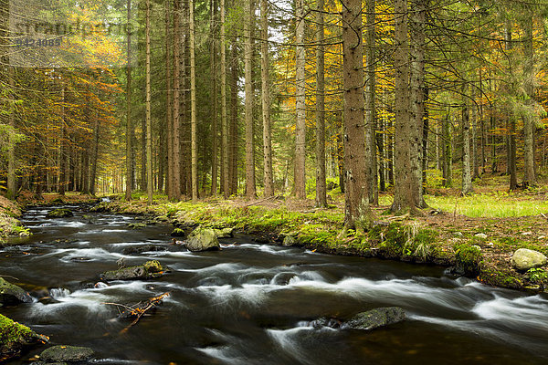 Fluss Kleiner Regen  Herbst  Nationalpark Bayerischer Wald  bei Fraunau  Bayern  Deutschland
