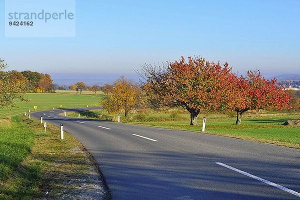 Herbststimmung an der burgenländischen Rotweinstraße  Rosaliengebirge  Rohrbach bei Mattersburg  Burgenland  Österreich