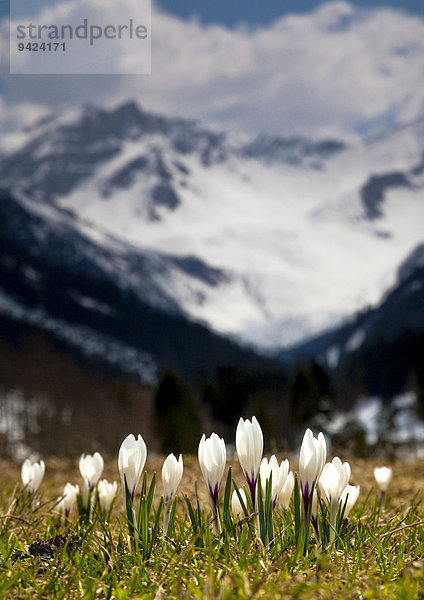 Frühling in den Alpen. Lichtenstein