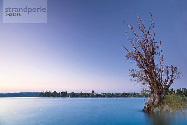 Toter Baum auf der Insel Reichenau  Bodensee  Baden-Württemberg  Deutschland  Europa