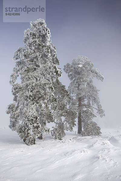 Verschneite Bäume in Winterlandschaft mit Nebel im Nordschwarzwald  Schwarzwald  Baden-Württemberg  Deutschland  Europa