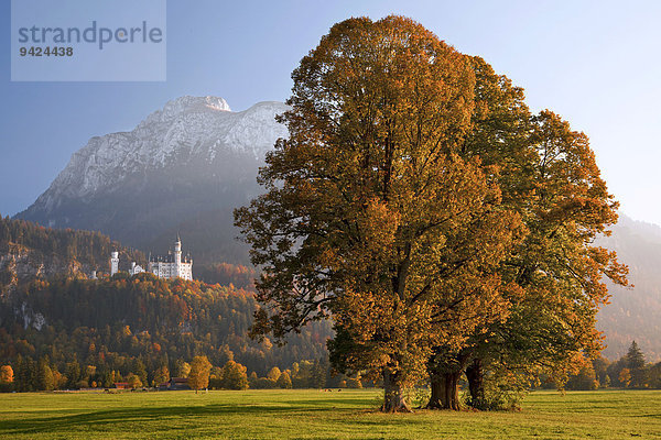 Herbststimmung bei Schloss Neuschwanstein im Abendlicht  Füssen im Allgäu  Bayern  Deutschland  Europa