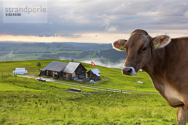 Kuh mit Alm auf der Fähnerspitze im Abendlicht  Appenzell  Schweiz  Europa  ÖffentlicherGrund