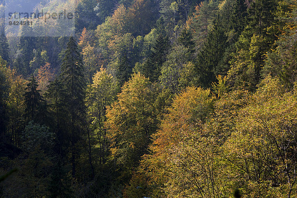 Herbstwald bei den Scheidegger Waserfällen im Allgäu  Bayern  Deutschland  Europa