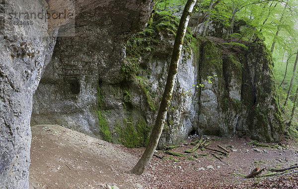Felsengrotto unterhalb der Burg Wildenstein im Donautal  Baden-Württemberg  Deutschland  Europa