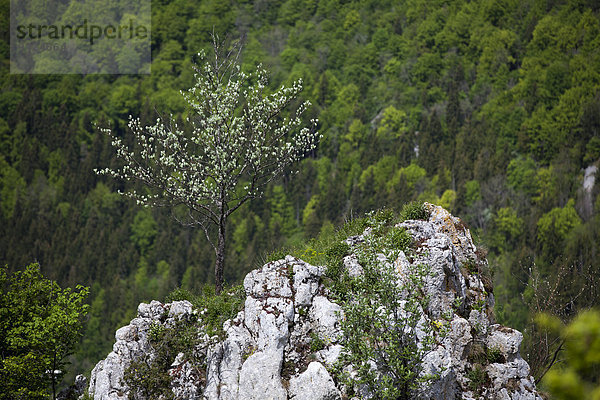Frühling im Donautal auf einem Felsen bei Beuron  Baden-Württemberg  Deutschland  Europa
