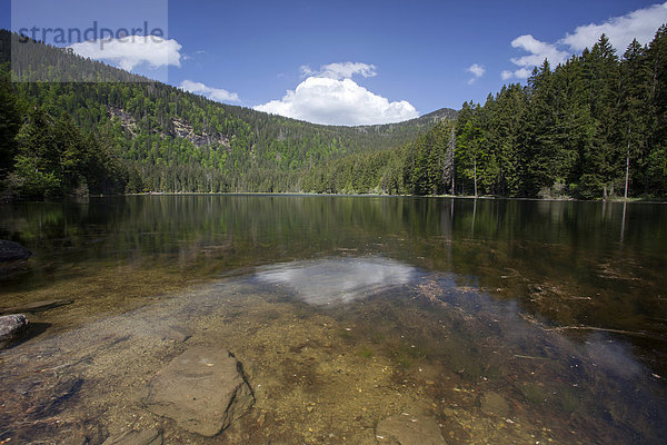 Der Große Arbersee mit Spiegelung  Bayerischer Wald  Bayern  Deutschland  Europa