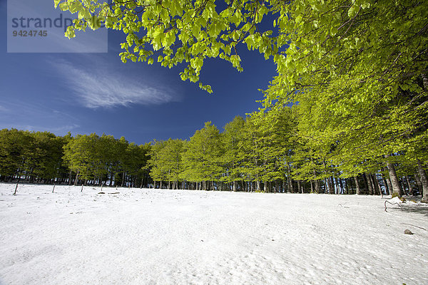 Schnee im Frühlingswald auf dem Kandel im Schwarzwald  Baden-Württemberg  Deutschland  Europa