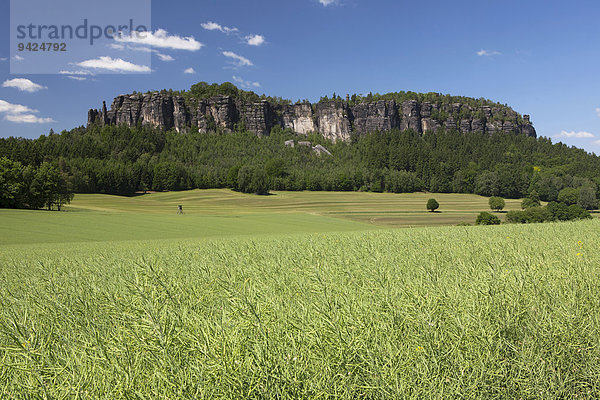 Der Pfaffenstein im Elbsandsteingebirge  Sachsen  Deutschland  Europa