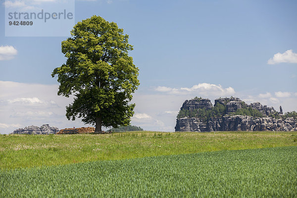 Landschaft mit Baum bei den Schrammsteinen  Elbsandsteingebirge  Sachsen  Deutschland  Europa