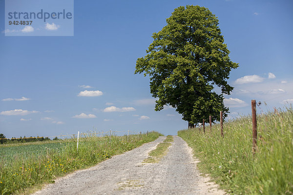 Weg und Baum bei den Schrammsteinen  Elbsandsteingebirge  Sachsen  Deutschland  Europa