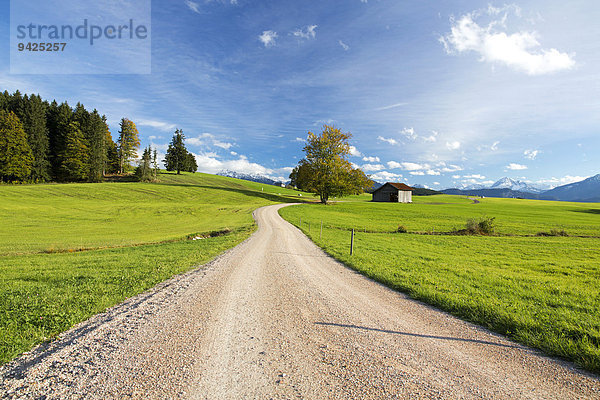 Herbstlandschaft  Ostallgäu  Bayern  Deutschland