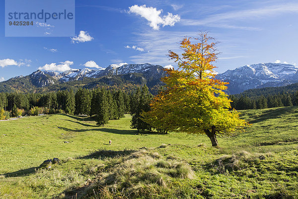 Herbstlandschaft bei der Buchenalp  Ostallgäu  Bayern  Deutschland