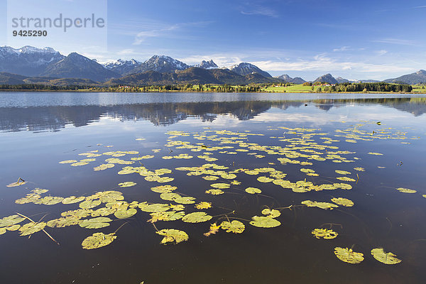 Hopfensee  bei Füssen  Ostallgäu  Bayern  Deutschland