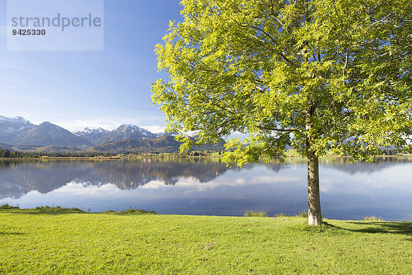 Baum am Hopfensee  bei Füssen  Ostallgäu  Bayern  Deutschland