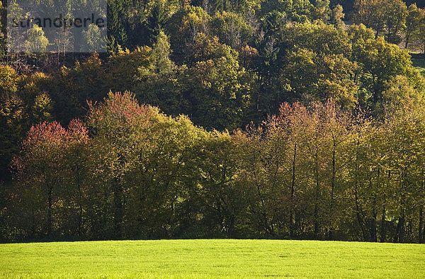Herbstliche Landschaft in der Elfringhauser Schweiz  Hattingen  Ruhrgebiet  Nordrhein-Westfalen  Deutschland