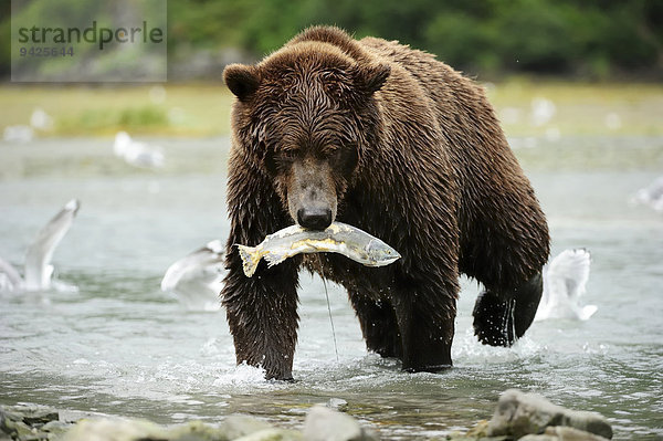 Braunbär (Ursus arctos) mit Lachs im Maul schreitet durch den Fluss  Katmai-Nationalpark  Alaska