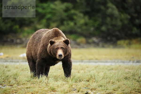 Braunbär (Ursus arctos)  Katmai-Nationalpark  Alaska