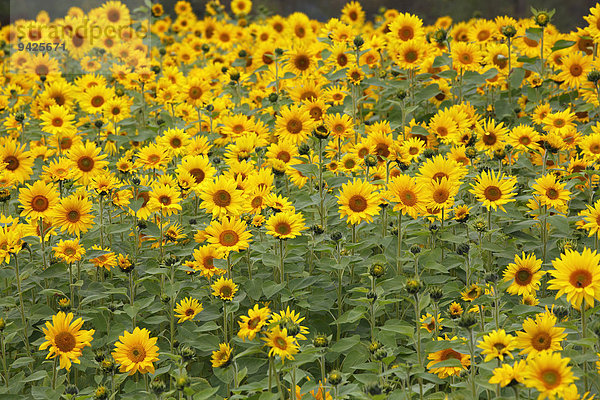 Sonnenblumen (Helianthus annuus)  Sonnenblumenfeld