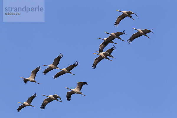 Fliegende Graukraniche (Grus grus)  Vogelzug  Rügen-Bock-Region  Nationalpark Vorpommersche Boddenlandschaft  Mecklenburg-Vorpommern  Deutschland