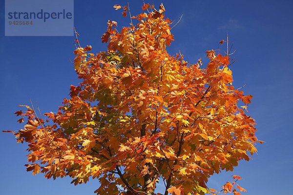 Ahorn (Acer spec.)  Blätter in Herbstfärbung