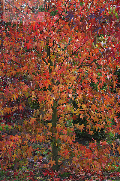 Amerikanischer Amberbaum (Liquidambar styraciflua) in Herbstfärbung
