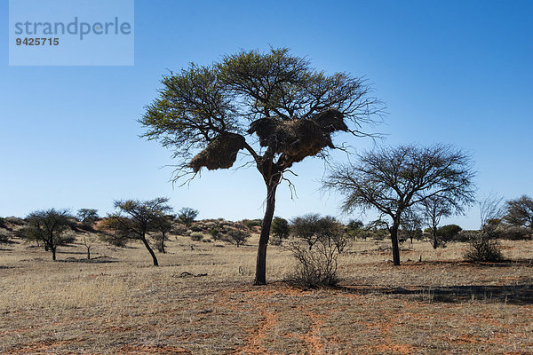 Kameldornbaum (Acacia erioloba) mit Siedelwebernestern  Siedelweber (Philetairus socius)  Kalahari  Namibia